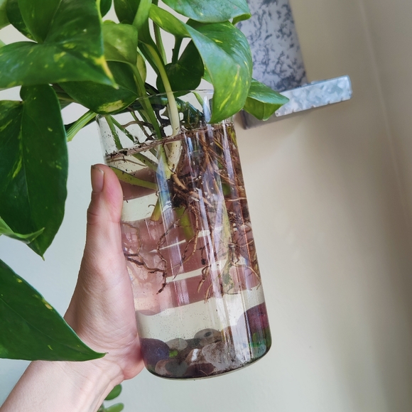 Propagation wall vase with mounting wall holder - Picture 2 of 9